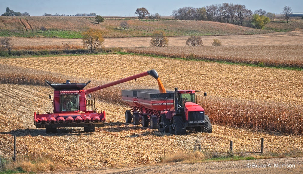 Corn Harvest - photograph - © Bruce A. Morrison